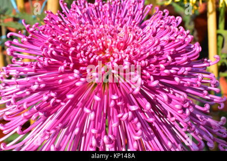 Ein rosa Spider Chrysanthemum in voller Blüte an der jährlichen Chrysantheme Show auf terrassenförmig angelegten Garten, Chandigarh, Indien. Stockfoto