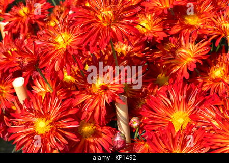 Rote Chrysanthemen in voller Blüte an der jährlichen Chrysantheme, terrassenförmig angelegten Garten, Chandigarh, Indien. Stockfoto