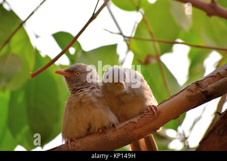 Zwei Dschungel Schwätzer auf einem Jamun Baum (Java Pflaume oder jambolam), Indien. Stockfoto