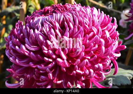 Ein rosa Chrysanthemen oder unregelmäßige incurve Rosa chrysantheme am jährlichen Chrysantheme zeigen, Terrasse, Garten, Chandigarh. Stockfoto