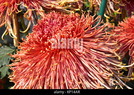 Eine orange Spider Chrysanthemum bei der jährlichen Chrysantheme Show auf terrassenförmig angelegten Garten, Chandigarh. Stockfoto
