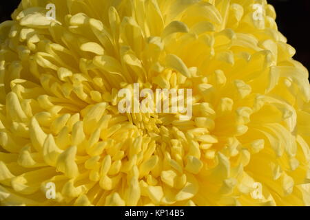 Nahaufnahme von einem gelben Chrysanthemen. Stockfoto