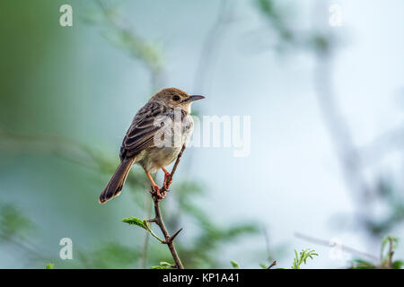 Klappern cisticola im Krüger Nationalpark, Südafrika; Specie Cisticola chiniana Familie von Cisticolidae Stockfoto