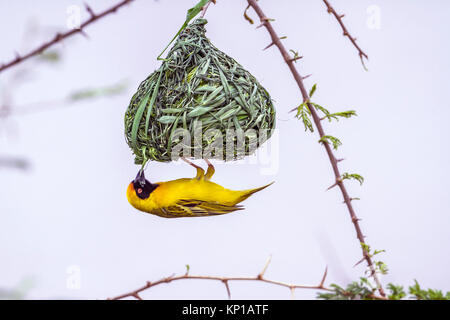 Südlichen maskierte Weaver im Krüger-Nationalpark, Südafrika; Specie Ploceus Velatus Familie der meisten Stockfoto