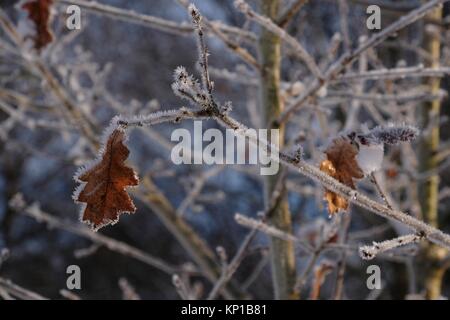 Eichenlaub im winter Stockfoto