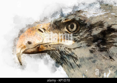 Digital verbesserte Bild eines Porträt der Weißkopfseeadler (Haliaeetus leucocephalus) einem Nordamerikanischen Raubvogel Stockfoto