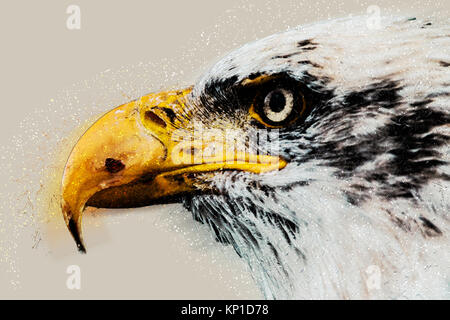 Digital verbesserte Bild eines Porträt der Weißkopfseeadler (Haliaeetus leucocephalus) einem Nordamerikanischen Raubvogel Stockfoto