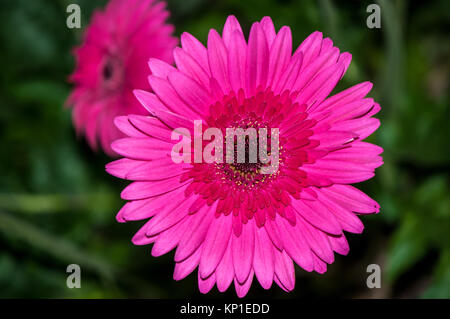 Die Gerbera x hybrida Stockfoto