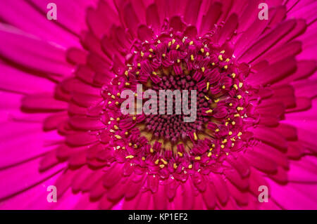 Die Gerbera x hybrida Stockfoto