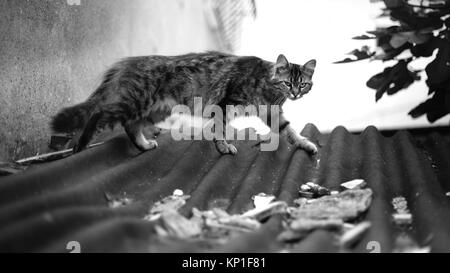 Street Cat ist zu Fuß auf dem Dach - Schwarz und Weiß Stockfoto