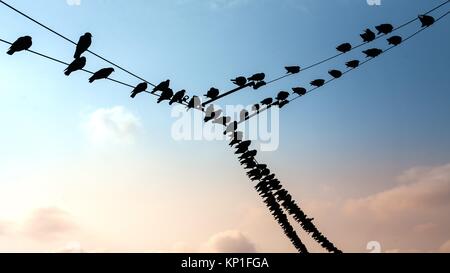 Silhouette von Vögeln bleibt auf dem Kabel Stockfoto