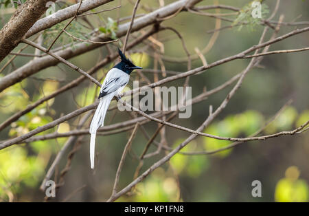 Eine indische Paradies, White Morph Stockfoto