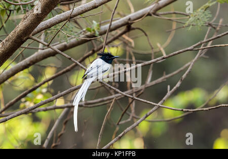 Eine indische Paradies, White Morph Stockfoto