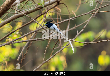 Eine indische Paradies, White Morph Stockfoto