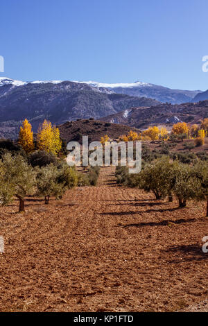 Blick von Olivenbäumen Plantage mit Blick auf die Sierra Nevada Berge im Schnee Stockfoto