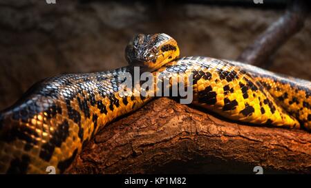 Gelbe Anaconda bleibt auf dem Baumstamm - Close up Tier portrait Stockfoto