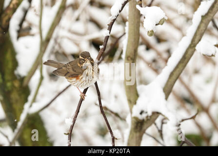 Ein winter Szene eines atemberaubenden Rotdrossel (Turdus Iliacus) auf eine Niederlassung eines Magnolienbaum in einem Schneesturm thront. Die Zweige sind mit Schnee bedeckt. Stockfoto