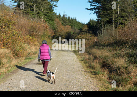 Frau wandern Hund auf Wanderweg in idless Woods, Truro, Cornwall, England, Großbritannien. Stockfoto