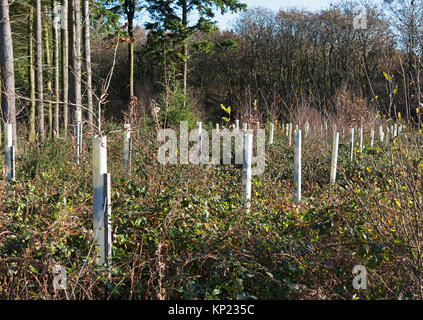 Sapling Bäume in idless Woods, Truro, Cornwall, England, Großbritannien gepflanzt, Stockfoto