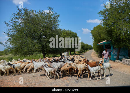 Ein Inder mit Ziegen in der Landschaft in trockenen trockenen Südwesten Bundesstaat Tamil Nadu in Indien, Gruppe os Ziegen zusammen aufwachen, Village People mit Ziegen Stockfoto