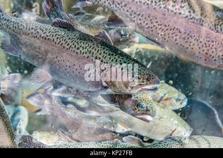 Nahaufnahme von Forellen fischen in einem künstlichen Teich. Zucht von Forellen für die Lebensmittelindustrie. Masukiye, Kocaeli, Türkei Stockfoto