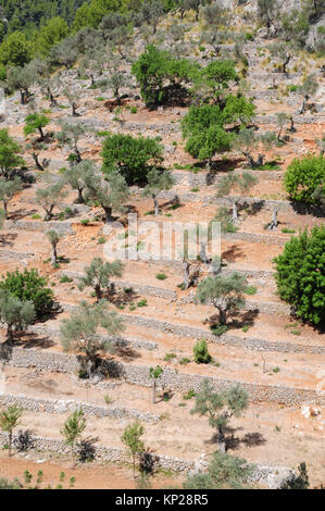 Terrassen auf einem Hügel in der Nähe von Caimari, Mallorca. Die Terrassen sind aus Kalkstein gebaut, vor allem für den Anbau von Olivenbäumen. Stockfoto