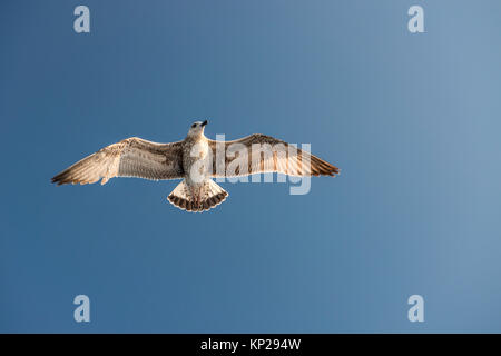 Möwe Vogel fliegen Ansicht von unten, auf klaren blauen Himmel Stockfoto