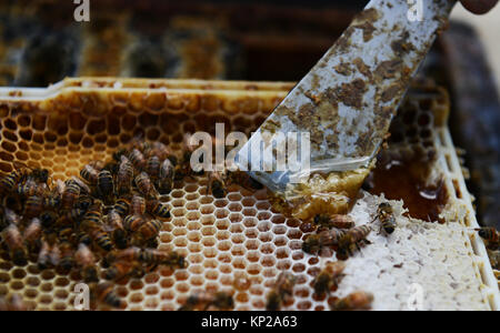 Manuka Honig Imker auf die Bienenstöcke in der südlichen Region von Neuseeland Wairarapa Stockfoto