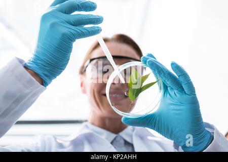 Wissenschaftler mit Petrischale Stockfoto