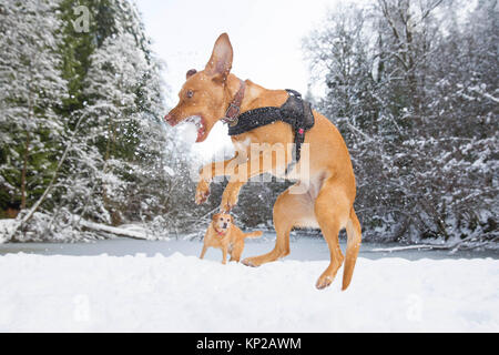 Fox red Labrador catch Schneebälle auf soudley Teiche im Wald von Dekan nahe Cinderford als kalte Wetter Großbritannien Hits. Stockfoto