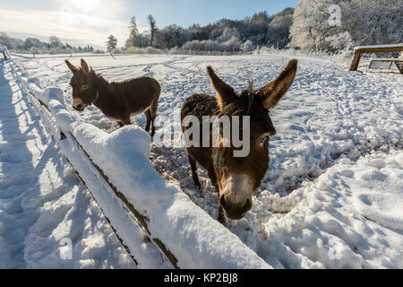 11 Dezember 2017, 16:00 Uhr: Winter Schnee den Boden Abdeckung an Puzzlewood im Wald. Sogar auf einen Film eingestellt, die Tiere noch füttern müssen. Stockfoto