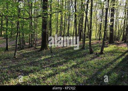 Bluebell Blumenbeet im Unterwuchs, Wald von Rambouillet, Haute Vallée de Chevreuse Regionalen Naturpark, Departement Yvelines, Region Ile-de-France