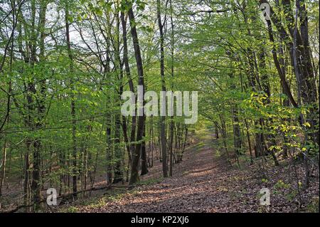 Hainbuche Grove im Wald von Rambouillet, Haute Vallée de Chevreuse Regionalen Naturpark, Departement Yvelines, Region Ile-de-France, Frankreich,