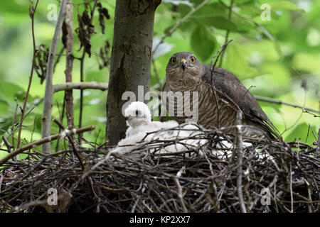 Sperber (Accipiter nisus), erwachsene Frau am Rande von seinem Nest gehockt, Fürsorge für seine Küken, um zu beobachten, aufmerksam, Wildlife, Europa. Stockfoto