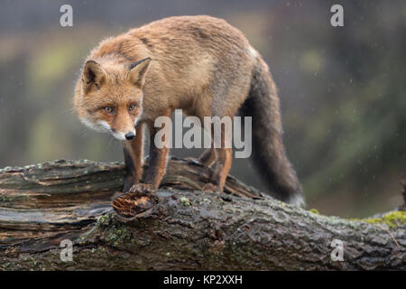 Red Fox/Rotfuchs (Vulpes vulpes) Erwachsenen, Klettern, stehend auf einem gefallenen Baumstamm, Peering, angespannt, gerissen, Wildlife, Europa. Stockfoto