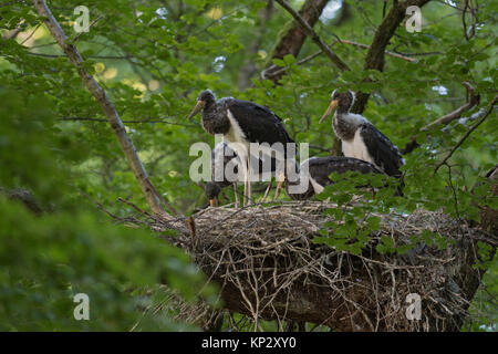 Schwarzer Storch/Schwarzstorch (Ciconia nigra), jungen Küken im Nest, in eine Baumkrone einer Buche versteckte, fast Flügge, Wildlife, Europa. Stockfoto