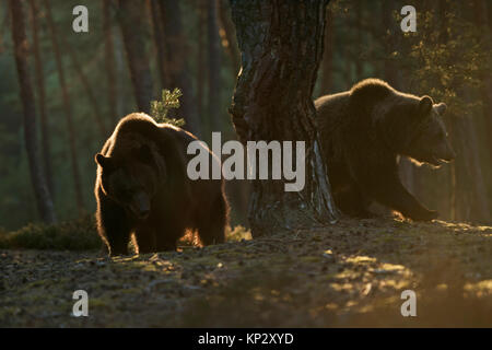 Brauner Bär/Bären (Ursus arctos), Jugendlichen, in einem borealen Nadelwald, bei Sonnenaufgang, ersten warmen Morgenlicht, sanfte Beleuchtung, Europa. Stockfoto