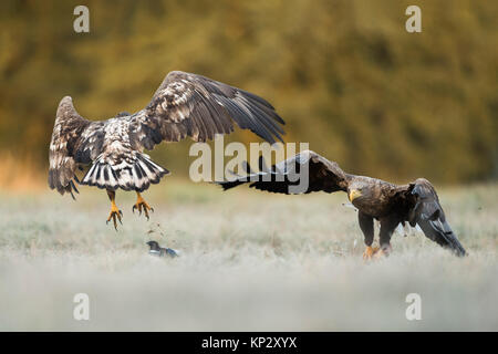 Seeadler/Seeadler (Haliaeetus albicilla) Erwachsene und junge, streiten über Nahrung, mit typischen territoriale Verhalten, Europa. Stockfoto