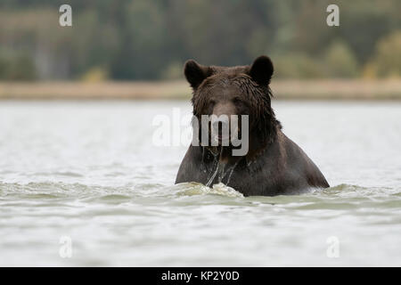 /Braunbaer Braunbär (Ursus arctos), Erfrischend, Baden, Schwimmen, Spielen in einem See, flaches Wasser, scheint froh zu sein, frontale Ansicht, Europa. Stockfoto