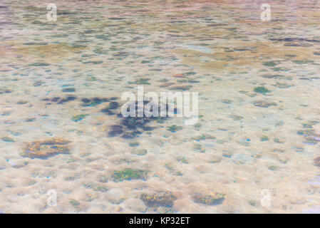 Foto von einer Gruppe von gefährlichen Seeigel im flachen Wasser Stockfoto