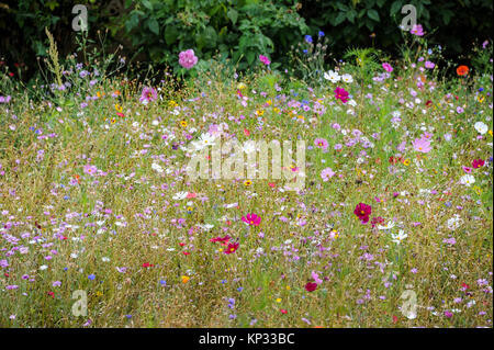 Eine Blumenwiese mit verschiedenfarbigen Blüten (Cosmea bipinnatus, Garten Kosmos, mexikanische Aster) im Sommer Stockfoto