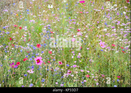 Eine Blumenwiese mit verschiedenfarbigen Blüten (Cosmea bipinnatus, Garten Kosmos, mexikanische Aster, Kornblumen, Centaurea cyanus) im Sommer Stockfoto