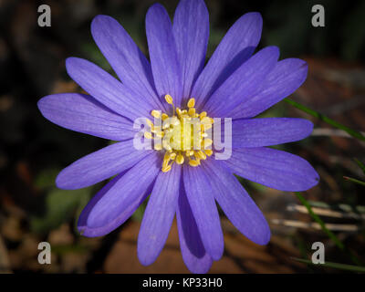 Eine Nahaufnahme von einem violetten Anemone blanda im Frühjahr Stockfoto