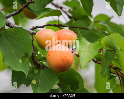 3 orange Aprikosen Hängen an einem Baum im Frühling Stockfoto