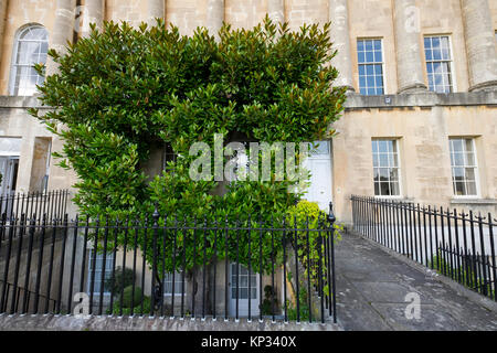 Schön geformten Baum in den Royal Crescent Bath Spa Stadt Stockfoto