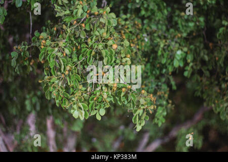 Blätter, Früchte auf dem Kleinen in Wüste und Garten Grün Gras Hintergrund Textur Wald Bäume. Natur grünes Holz Sonnenlicht Hintergründe Stockfoto