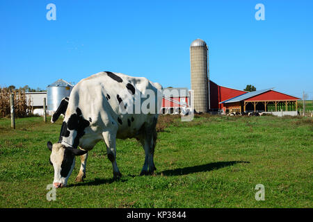 Schwarze und weiße Kuh stehend Grün essen Gras auf einer Amish Farm mit einem roten Scheune und Silo in Pennsylvania Dutch Country, Osten Amerika USA Stockfoto