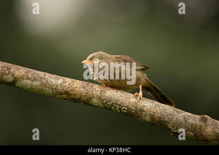 Yellow-billed Schwätzer (Turdoides affinis taprobanus) Stockfoto