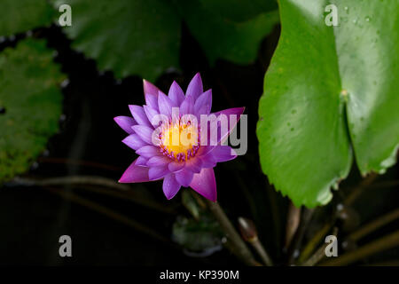 Blaue Seerose (Nymphaea stellata) Stockfoto