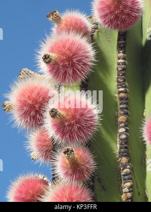 Kakteen und blühende Pflanze Stockfoto